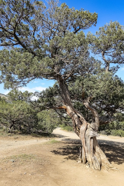 Paisaje de las montañas de Crimea con árboles en el sendero Golitsyn Crimea Rusia 2021