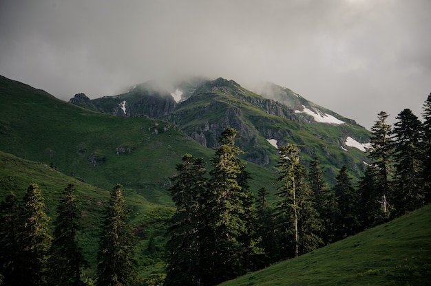 Paisaje de las montañas cubiertas de niebla en primer plano de árboles de hoja perenne