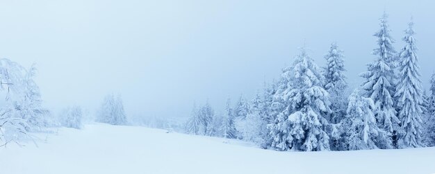 Paisaje de montañas de invierno con altas piceas y nieve.