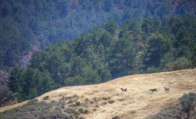 Paisaje montañoso con cabras domésticas en libertad en ChiprexA