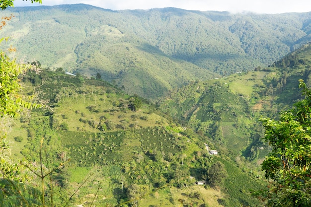 Paisaje montañoso con granjas de café y laderas soleadas