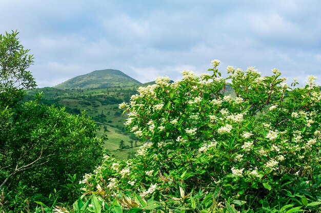 Paisaje montañoso natural en la isla de Kunashir enfoque parcialmente borroso en las plantas florecientes cercanas