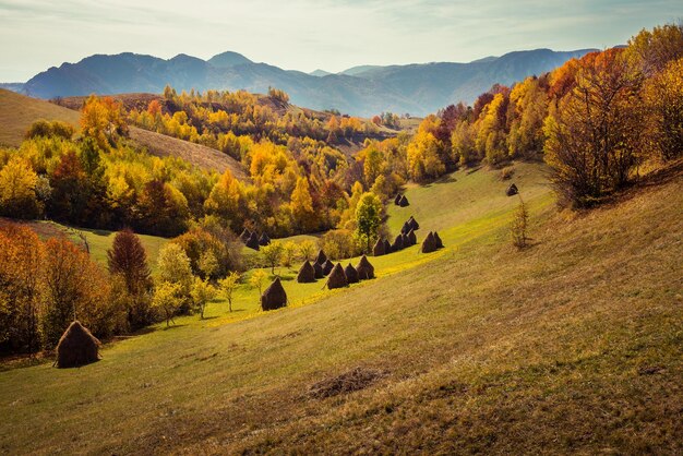 Paisaje montañoso de otoño con bosques coloridos