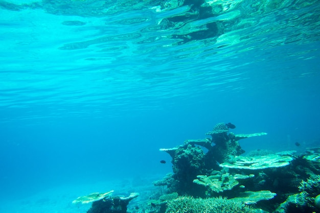 Paisaje del mundo submarino