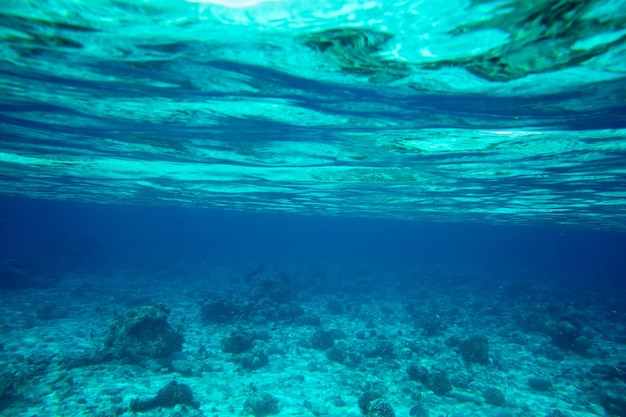 Paisaje del mundo submarino