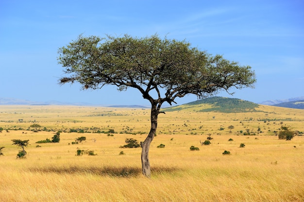 Paisaje con nadie árbol en el Parque Nacional de África