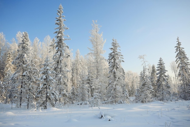 paisaje natural bosque de invierno congelado