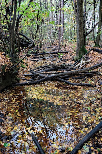 Foto paisaje natural del bosque del otoño, vista de una zanja con agua y árboles viejos.