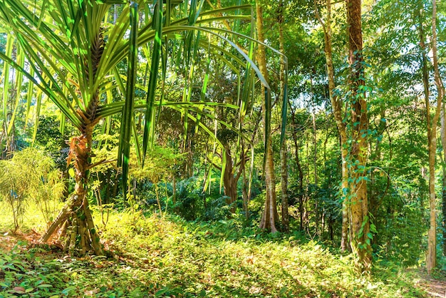 Paisaje natural del bosque de la selva tropical con follaje verde y exuberante