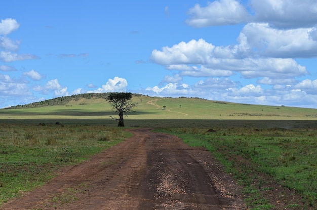 Paisaje natural con carretera de Kenia Parque Nacional Masai Mara Kenia África