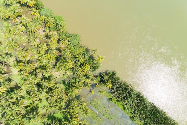 Paisaje natural Cocoteros o palmeras de arriba hacia abajo Exuberantes árboles verdes en Tailandia Verdor Vista aérea o vista superior