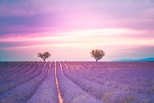 Paisaje natural colorido Vista romántica de verano del campo de lavanda y el cielo del atardecer Paisaje de verano