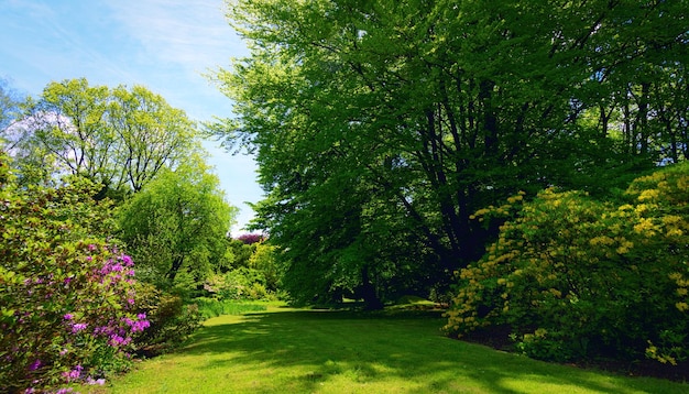 Paisaje natural idílico con vivos colores primaverales, árboles verdes y césped en un parque público en un día soleado