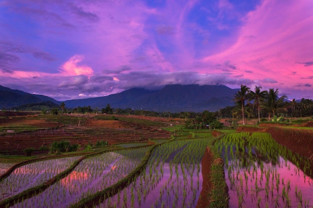 Paisaje natural indonesio en el campo en los campos de arroz al atardecer