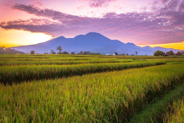 Paisaje natural indonesio en los campos de arroz al amanecer.