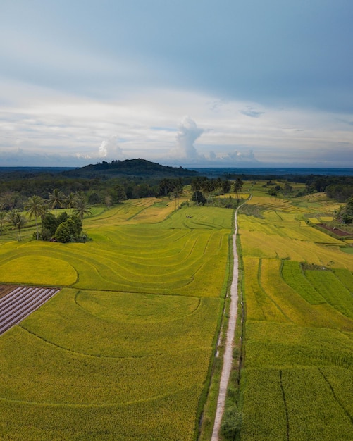 Paisaje natural indonesio de drones con campos de arroz y montañas