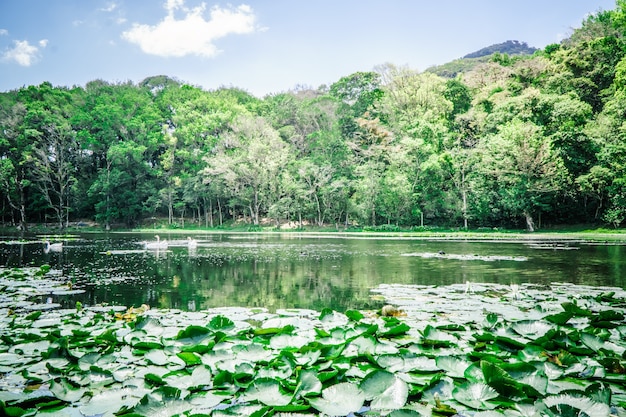 Paisaje natural del lago efecto dramático.