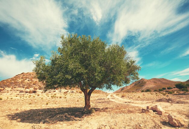 Paisaje natural con un olivo solitario en el desierto de la montaña en un día soleado