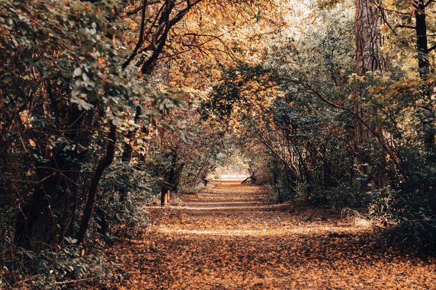 Paisaje natural de otoño en el bosque. Hojas de árboles caídos en el camino