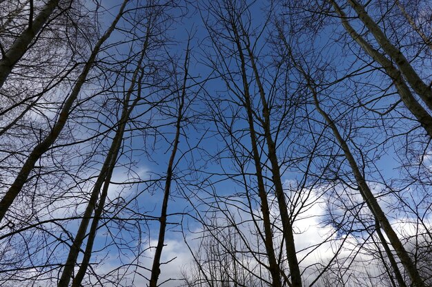 Paisaje natural con siluetas de árboles altos sin hojas vista de abajo hacia arriba en el bosque de primavera