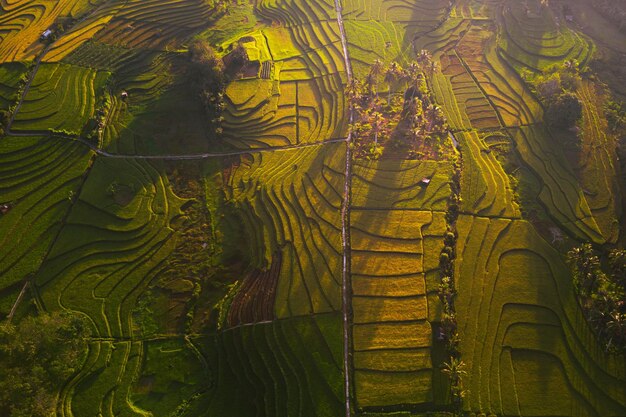 Foto paisaje natural de terrazas de arroz en terrazas en indonesia