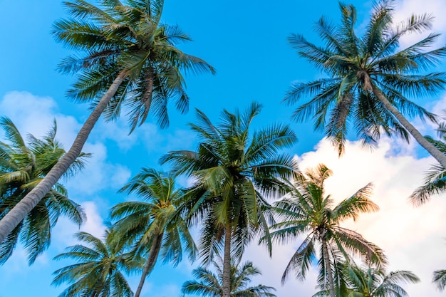 Paisaje natural tropical palmeral y cielo azul