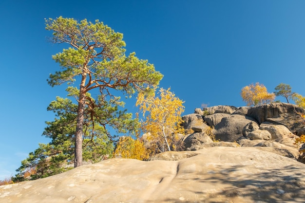 Paisaje natural único con riscos antiguos en Ucrania Pinos y abedules con hojas doradas que crecen en riscos en otoño