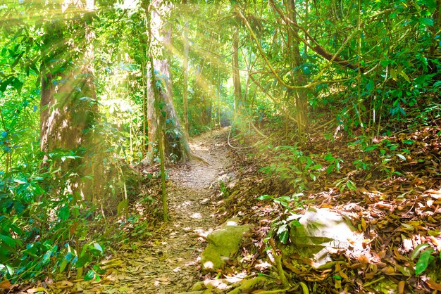 Paisaje de naturaleza de bosque de selva verde