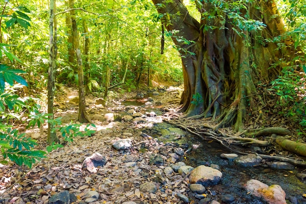 Paisaje de naturaleza de bosque de selva verde