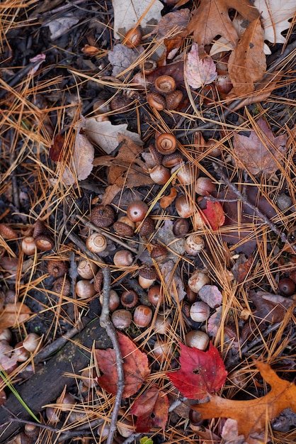 Paisaje de la naturaleza en un día de otoño.