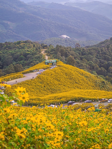 Paisaje naturaleza flor Tung Bua Tong campo de girasol mexicano, Mae Hong Son, Tailandia