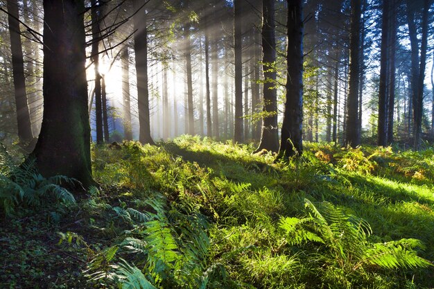 Foto paisaje naturaleza ningún hombre árbol bosque al aire libre hierba día de luz solar