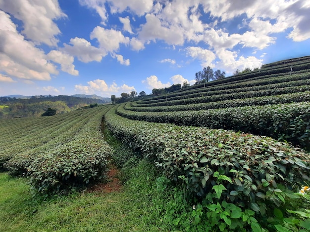 Paisaje de la naturaleza de las plantaciones de té en Chiang rai,