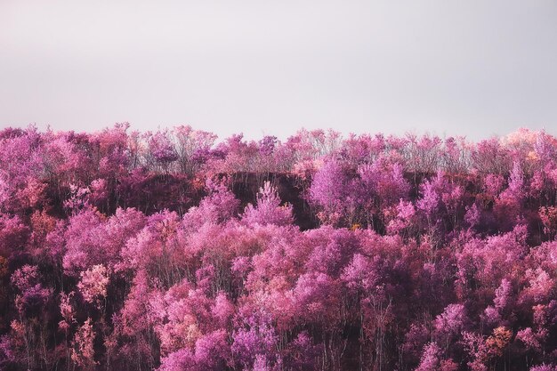 paisaje de naturaleza rosa, fondo de primavera flores parque al aire libre