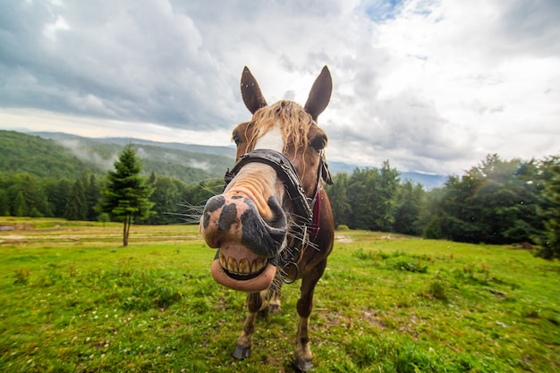 Paisaje de naturaleza rural. Closeup retrato de un caballo smilling pastando en el campo de las tierras altas. Paisajes naturales.