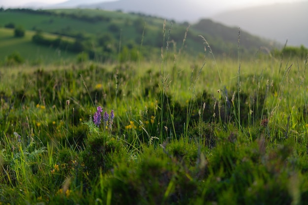 paisaje de naturaleza de verano al atardecer en montañas y colinas en el campo líneas abstractas y fondo de curvas