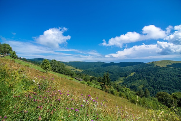 Paisaje de la naturaleza de verano de las montañas Karpaty.