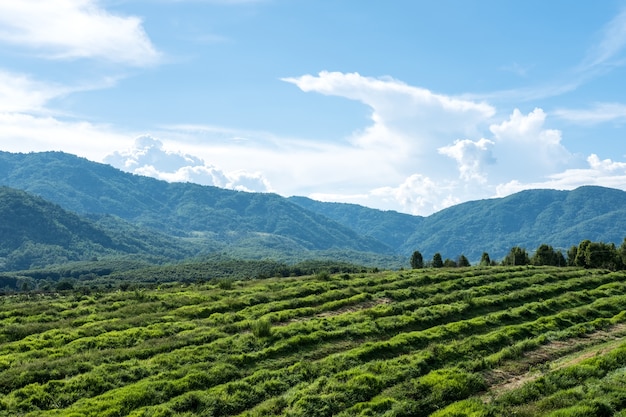 Paisaje de la naturaleza