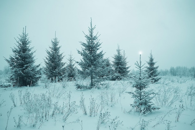 Paisaje navideño con abetos jóvenes y nieve en un campo