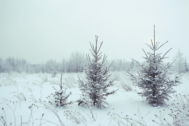 Paisaje navideño con abetos jóvenes y nieve en un campo