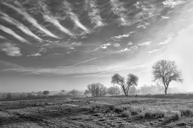 Foto paisaje nebuloso en blanco y negro con curiosas líneas de nubes y árboles en el horizonte