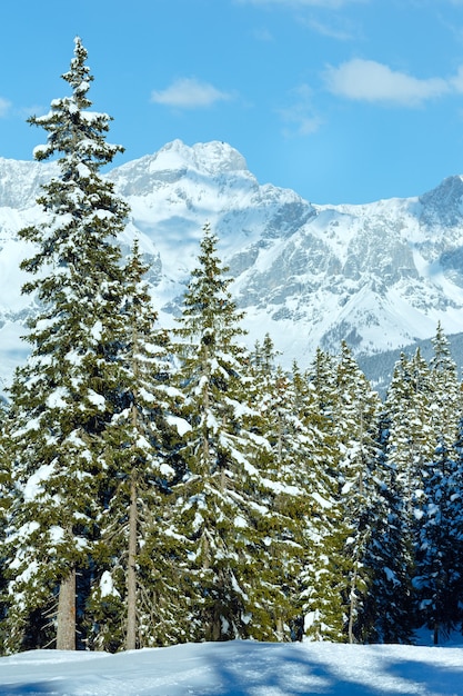 Paisaje nevado del bosque de abetos de montaña de invierno (parte superior de Papageno bahn - Filzmoos, Austria)