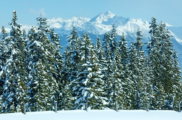 Paisaje nevado del bosque de abetos de montaña de invierno (parte superior de Papageno bahn - Filzmoos, Austria)