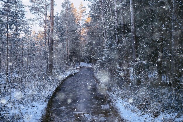 paisaje nevado en el bosque, bosque cubierto de nieve, árboles de vista panorámica en el clima de nieve
