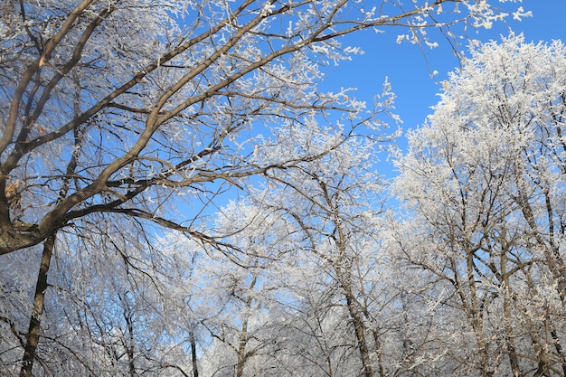 Paisaje nevado helado de invierno con árboles