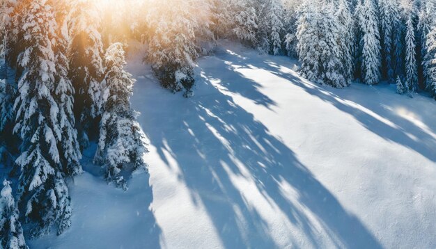 Paisaje nevado iluminado por el sol Árboles serenos y sombras con Copyspace