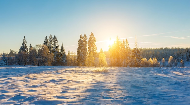 Paisaje nevado de invierno al amanecer en bélgica en hautes fagnes