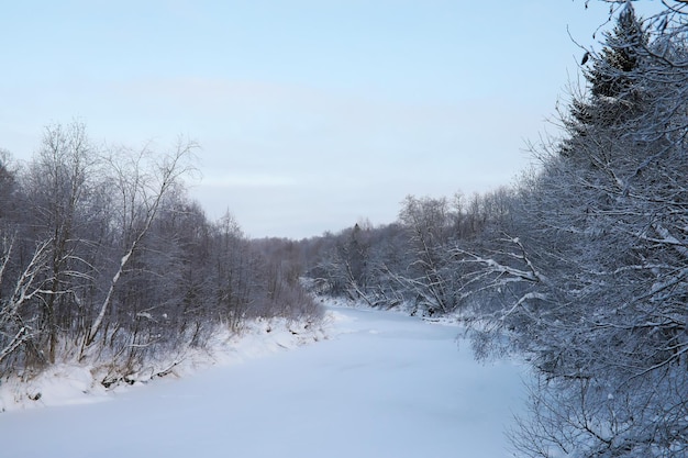 Paisaje nevado de invierno El bosque está cubierto de nieve Escarcha y niebla en el parque