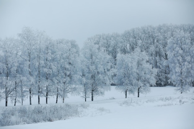 Paisaje nevado de invierno El bosque está cubierto de nieve Escarcha y niebla en el parque