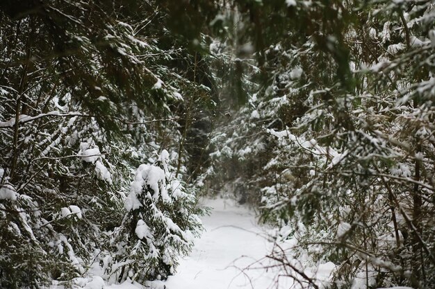 Paisaje nevado de invierno El bosque está cubierto de nieve Escarcha y niebla en el parque